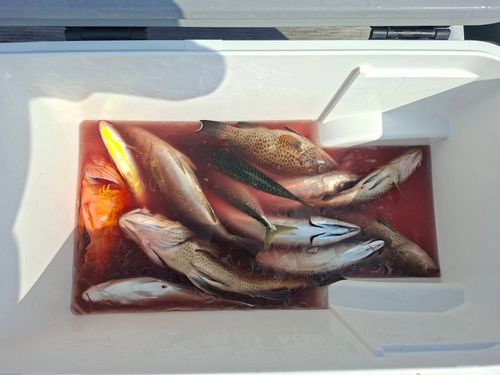シロアマダイの釣果