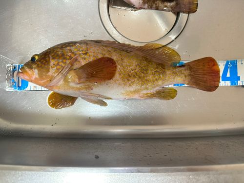 アコウの釣果