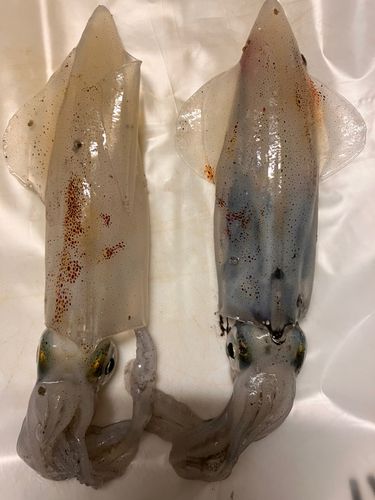 ケンサキイカの釣果