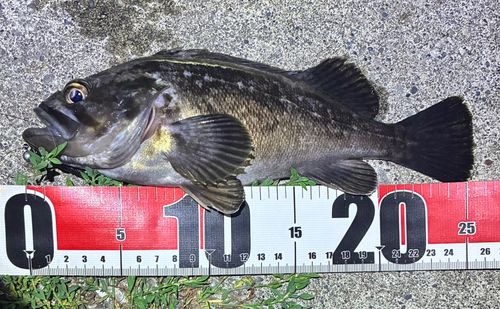 クロソイの釣果