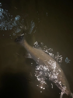 セイゴ（ヒラスズキ）の釣果