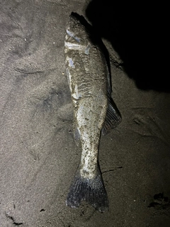 セイゴ（タイリクスズキ）の釣果