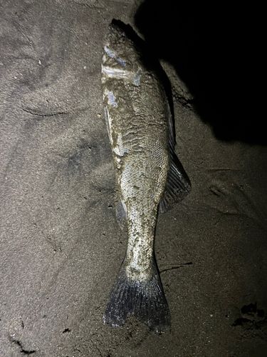 セイゴ（タイリクスズキ）の釣果