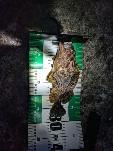 ムラソイの釣果