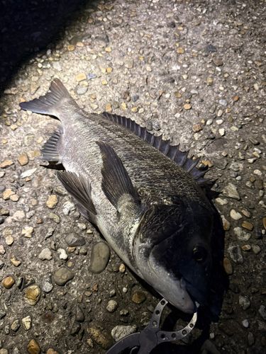 チヌの釣果
