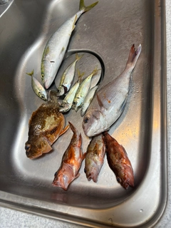 マダイの釣果