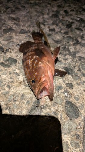 キジハタの釣果