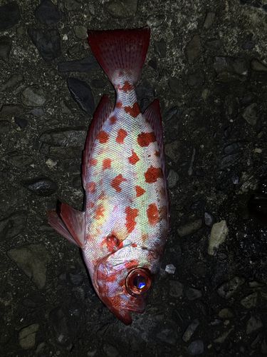 ゴマヒレキントキの釣果