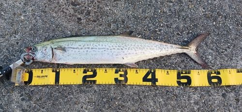 サゴシの釣果