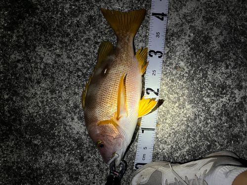 シブダイの釣果