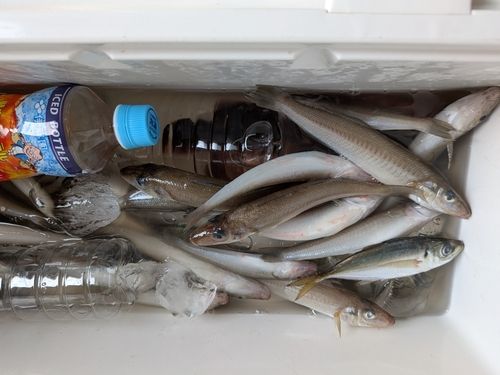 シロギスの釣果
