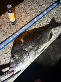 クロダイの釣果
