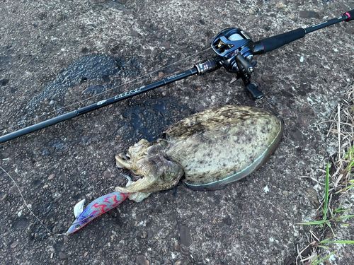 モンゴウイカの釣果