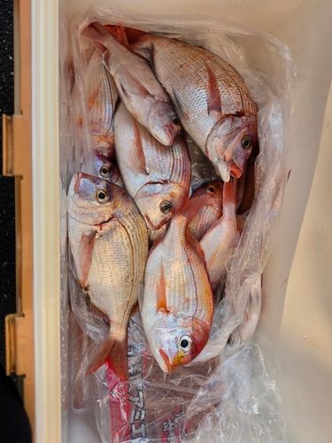 レンコダイの釣果