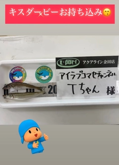 キスの釣果