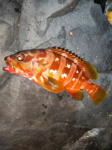 アカハタの釣果