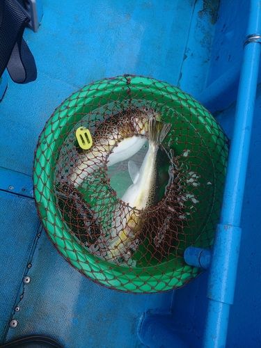 ショウサイフグの釣果