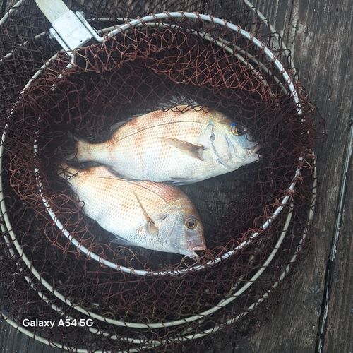 タイの釣果