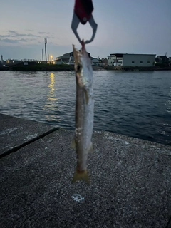 カマスの釣果