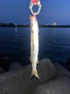 カマスの釣果