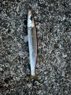 カマスの釣果