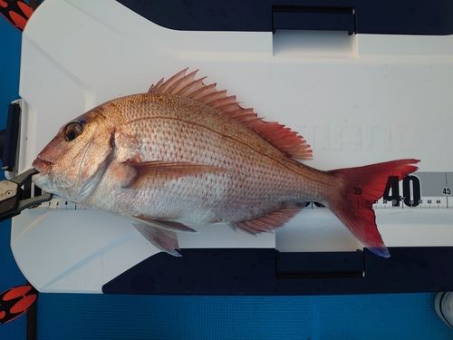 マダイの釣果