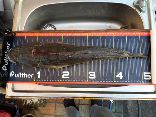 コチの釣果
