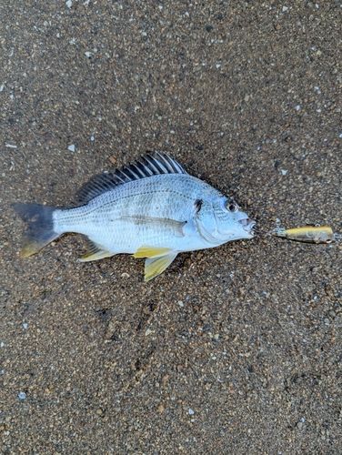 キビレの釣果