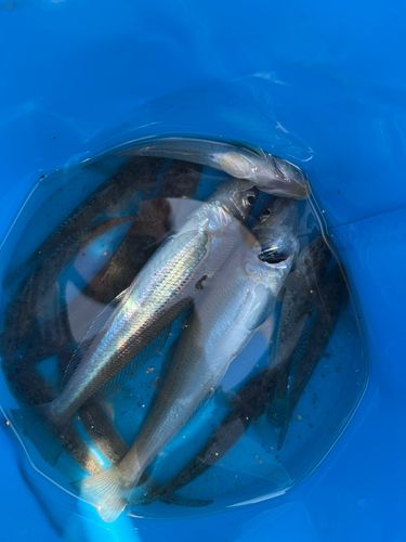 ハゼの釣果