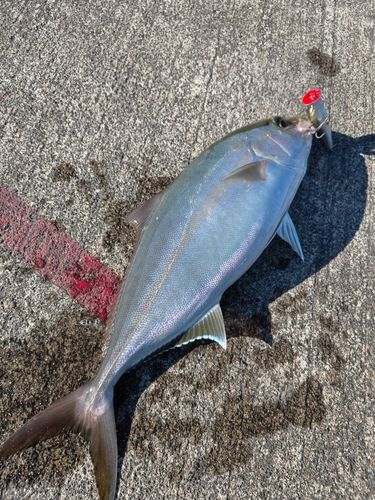 カンパチの釣果