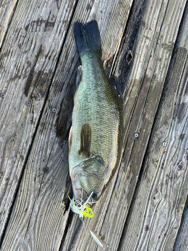 ラージマウスバスの釣果