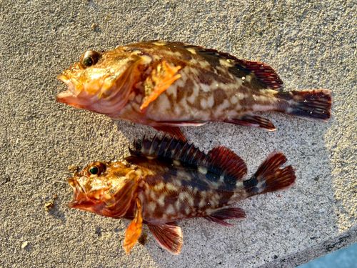 カサゴの釣果