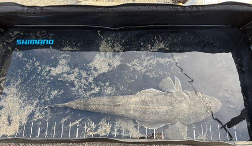 マゴチの釣果
