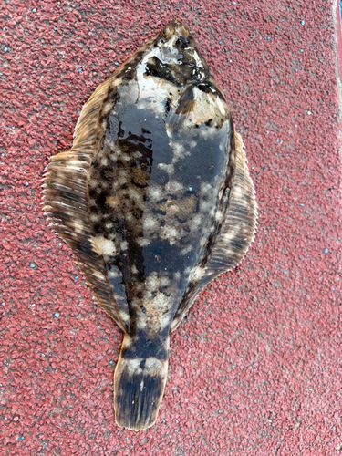 マガレイの釣果