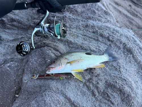 クロホシフエダイの釣果