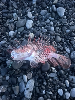ミノカサゴの釣果