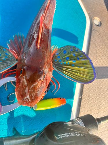 ホウボウの釣果