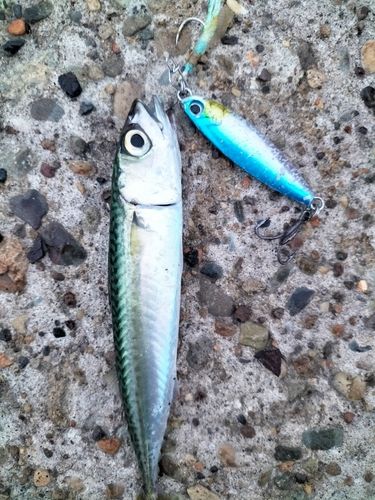 サバの釣果