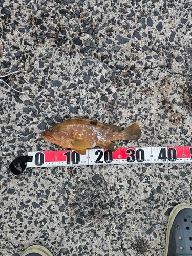 アコウの釣果