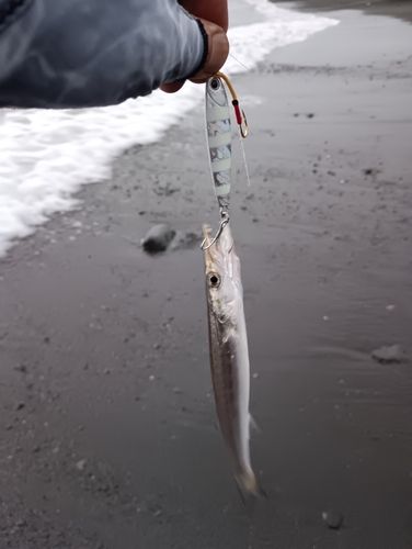アカカマスの釣果