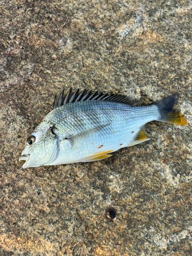 キビレの釣果