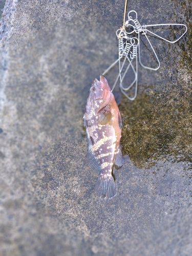 キジハタの釣果
