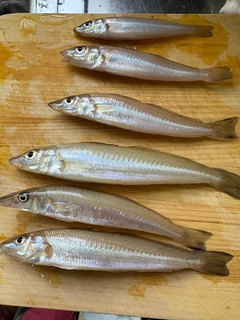 キスの釣果