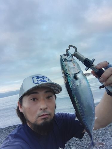 ソウダガツオの釣果