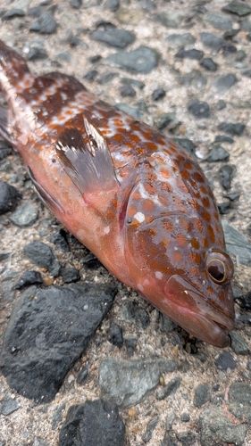 キジハタの釣果