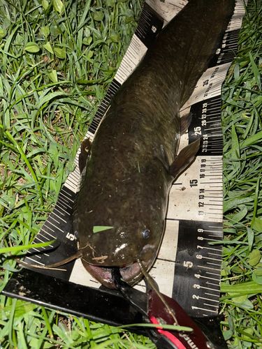ナマズの釣果