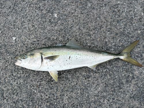 ブリの釣果