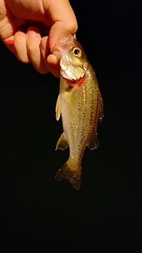 セイゴ（ヒラスズキ）の釣果