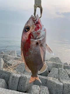 タイの釣果