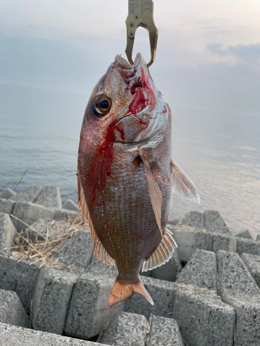 タイの釣果
